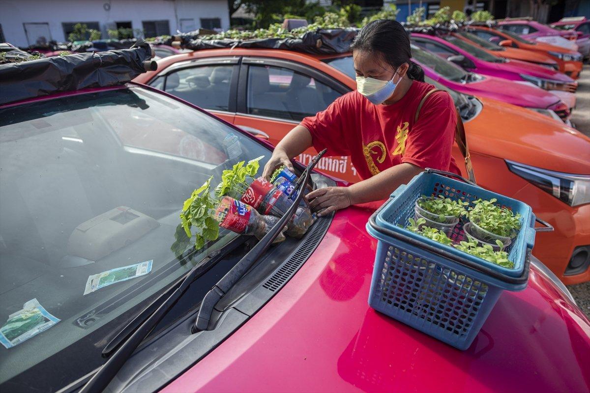 Tayland’da taksiler sebze bahçesine dönüştürüldü