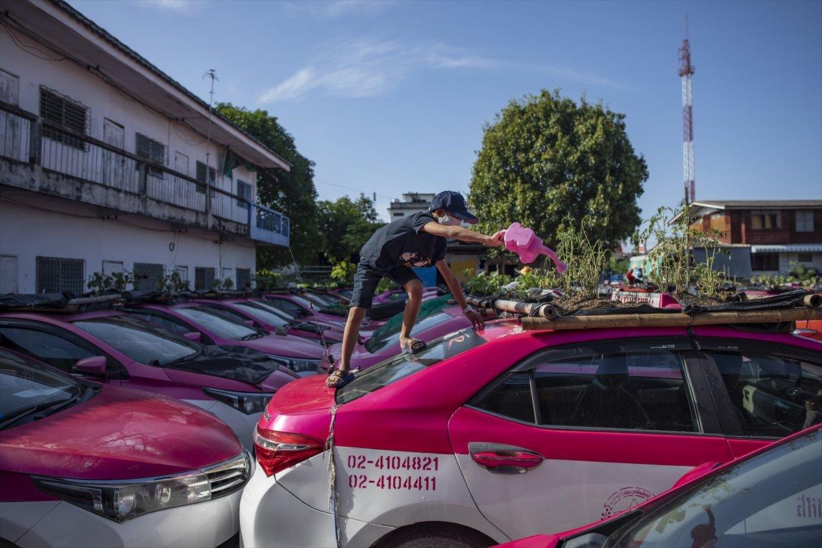 Tayland’da taksiler sebze bahçesine dönüştürüldü