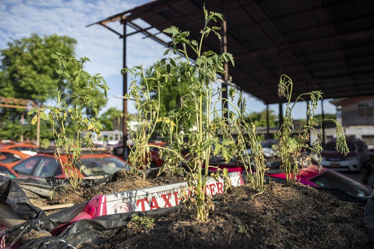 Tayland’da taksiler sebze bahçesine dönüştürüldü