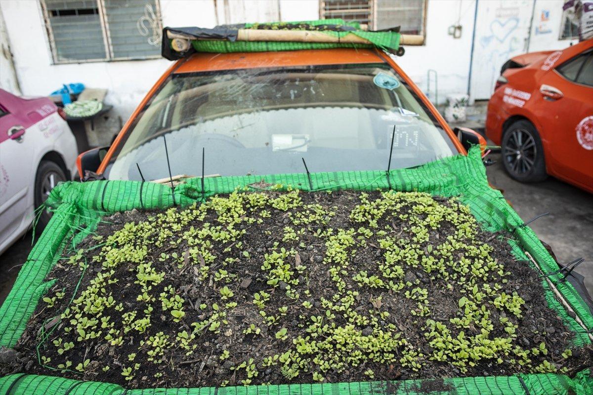 Tayland’da taksiler sebze bahçesine dönüştürüldü