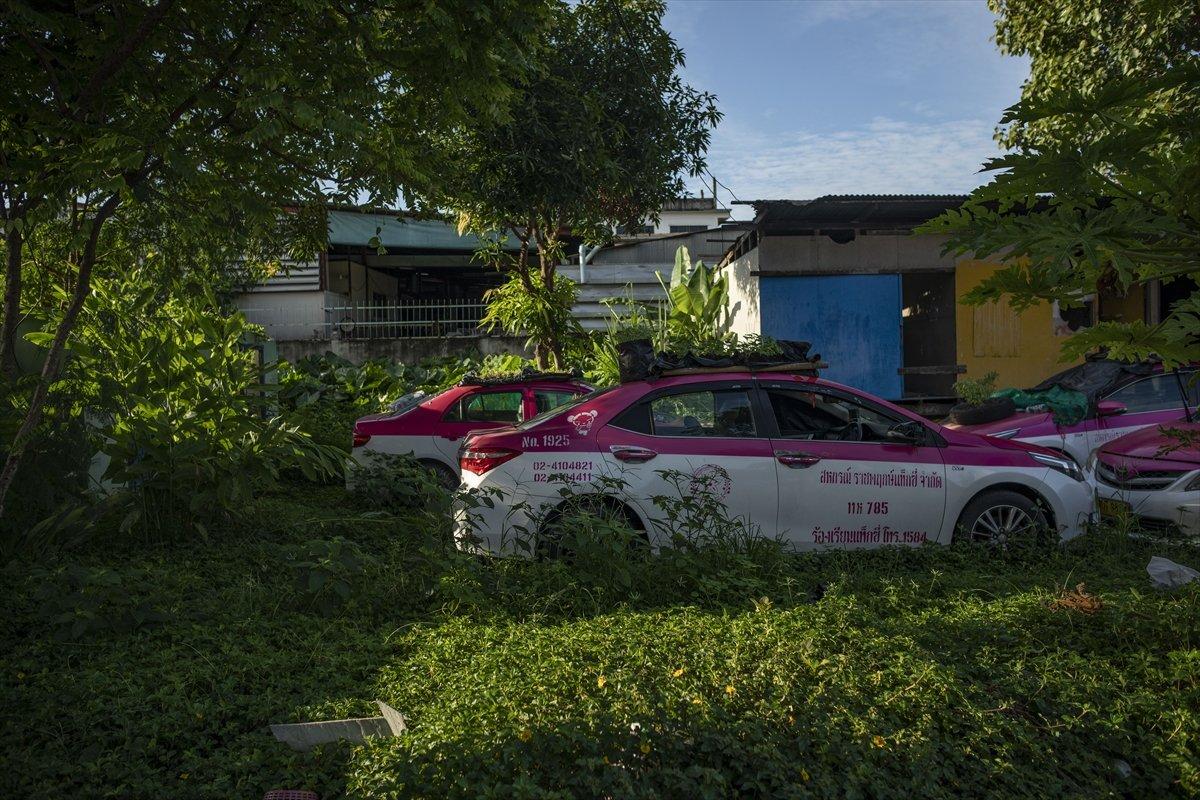 Tayland’da taksiler sebze bahçesine dönüştürüldü