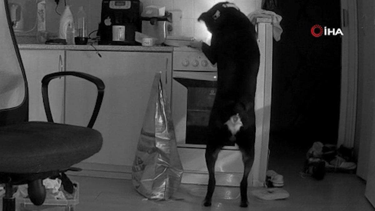 Çekya’da yemek arayan köpek, mutfakta yangın çıkardı