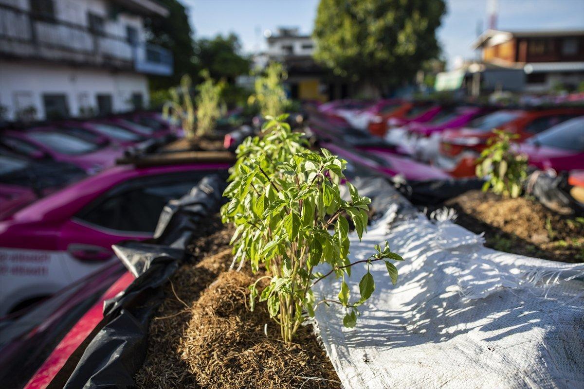 Tayland’da taksiler sebze bahçesine dönüştürüldü