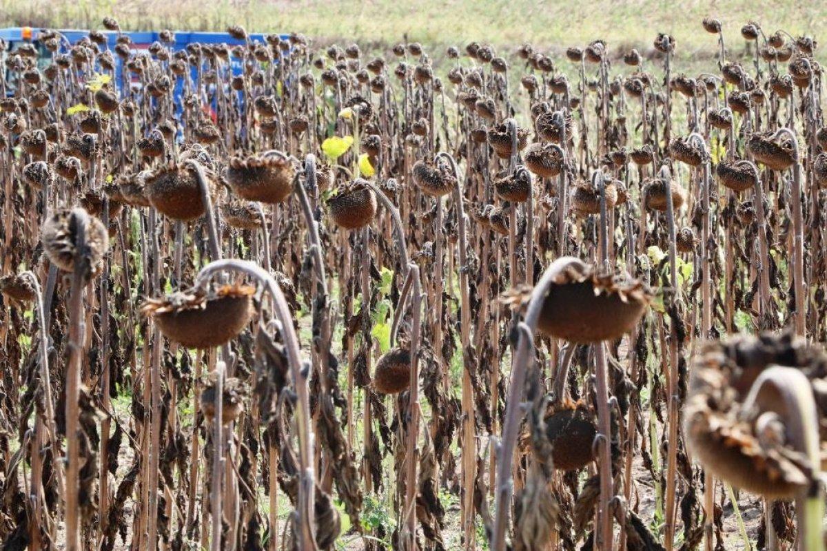 TARSİM, kuraklıkla ilgili destek verdi
