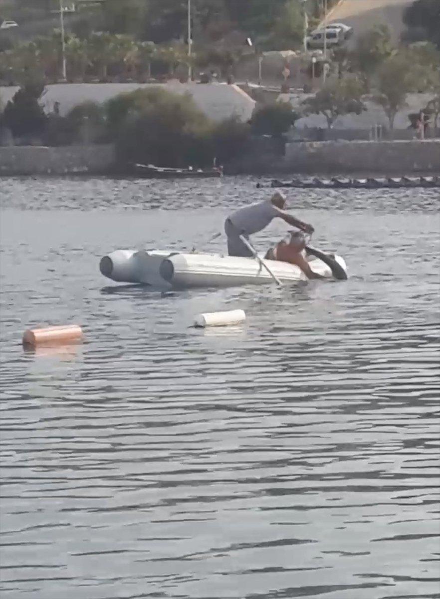 Muğla’da görülen camgöz köpek balığı, güvenli alana bırakıldı