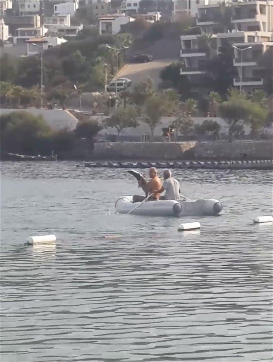 Muğla’da görülen camgöz köpek balığı, güvenli alana bırakıldı