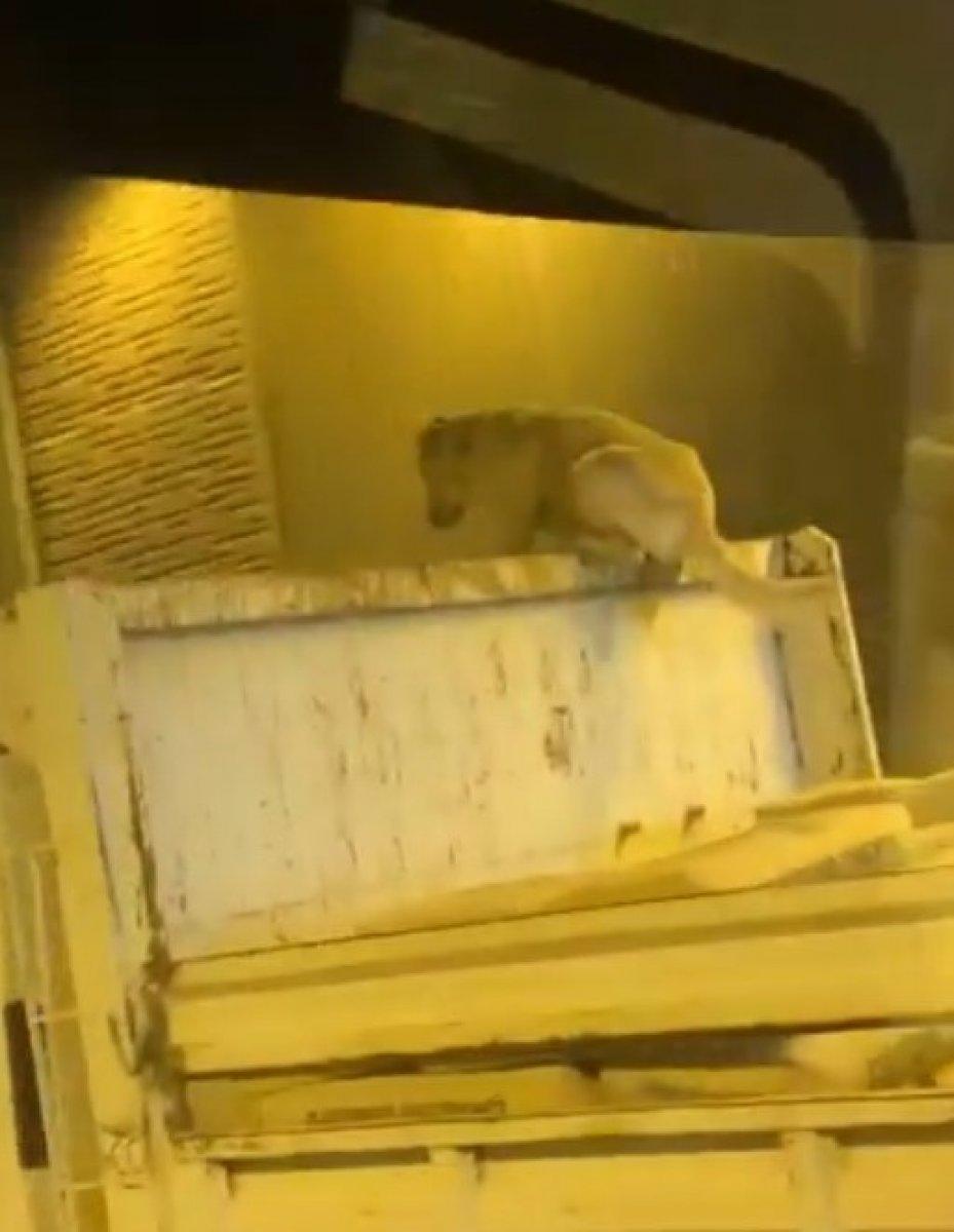 Kocaeli'de bir köpek, kamyonun üzerinde seyahat ederken görüntülendi