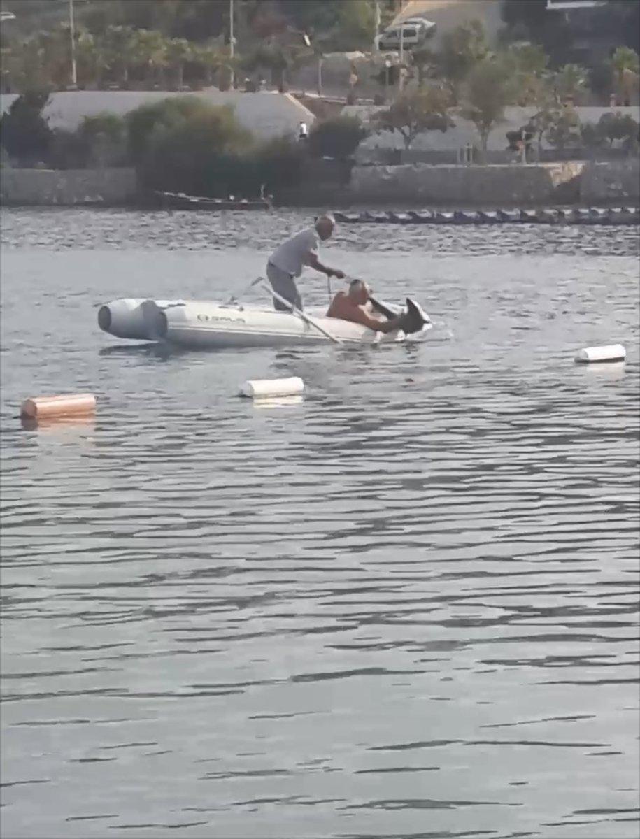 Muğla’da görülen camgöz köpek balığı, güvenli alana bırakıldı