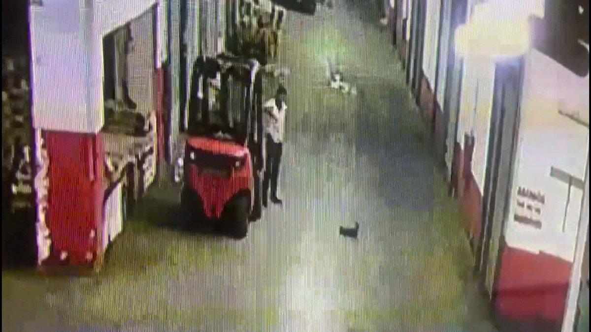 İstanbul'da yavru kediyi tekmeleyerek öldüren cani kamerada