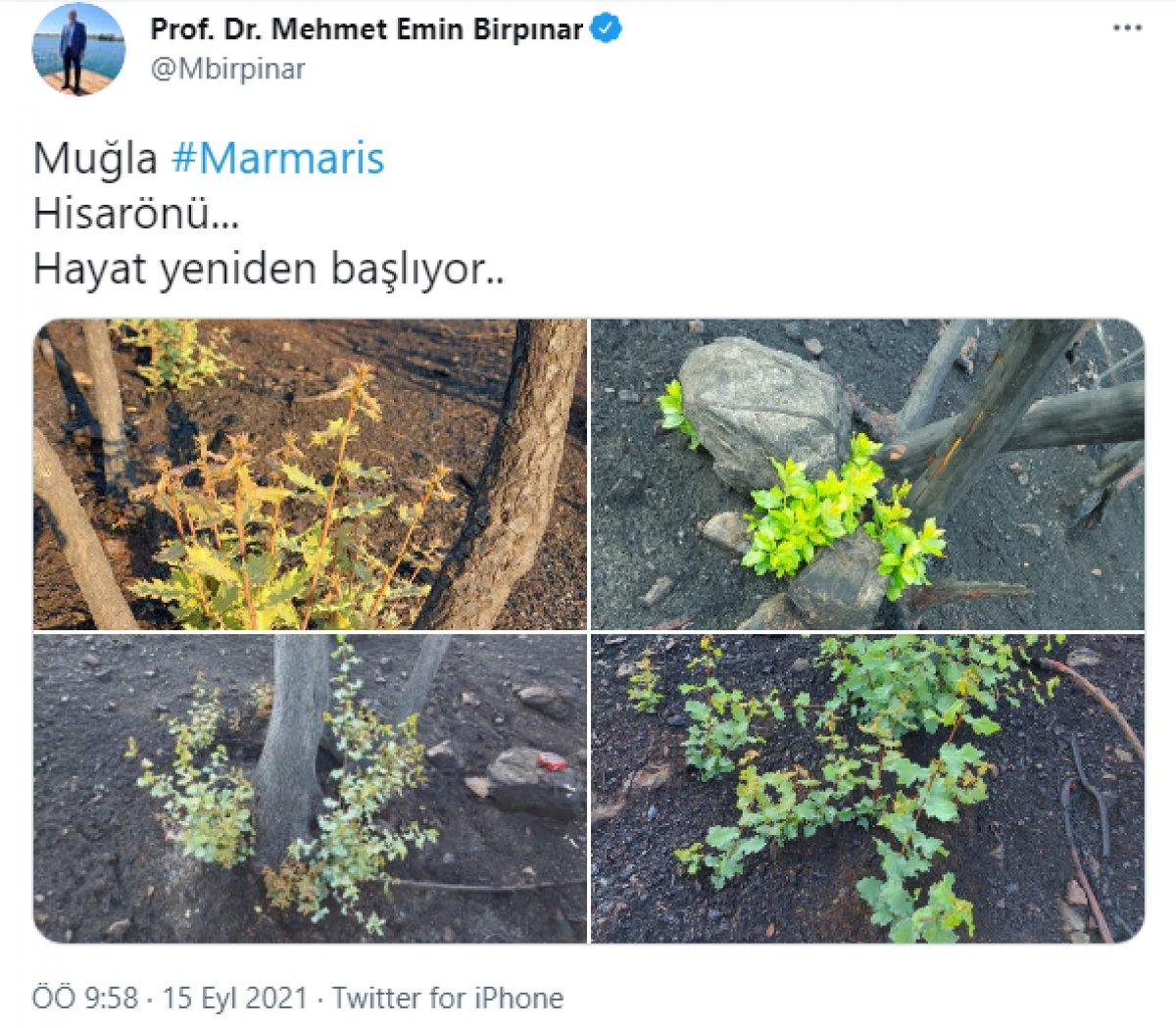 Marmaris'te yanan ormanlar yeniden yeşeriyor