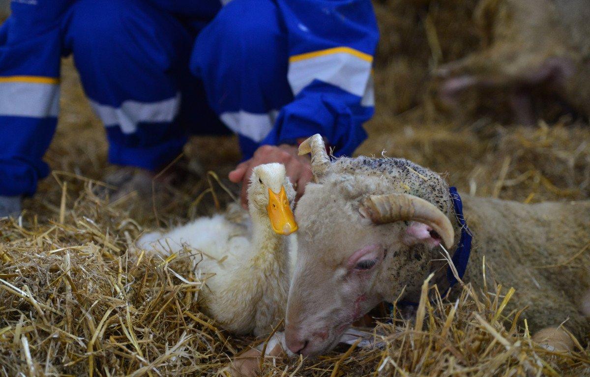 Antalya'da yangından kurtarılan hayvanların tedavisi devam ediyor 