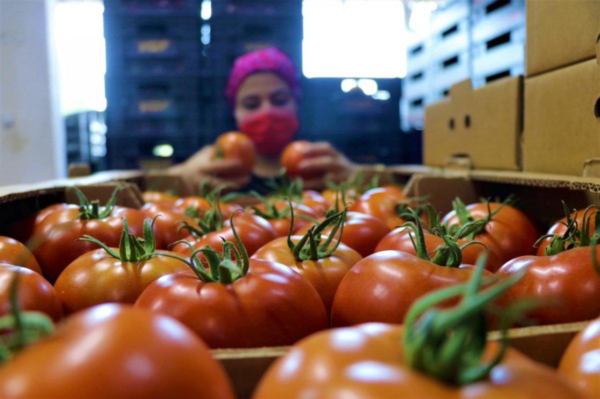 Söğüt domatesi dayanıklılığı ile ünlendi
