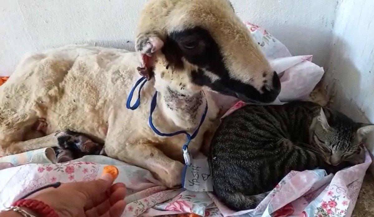 Antalya'da yangından kurtarılan hayvanların tedavisi devam ediyor 