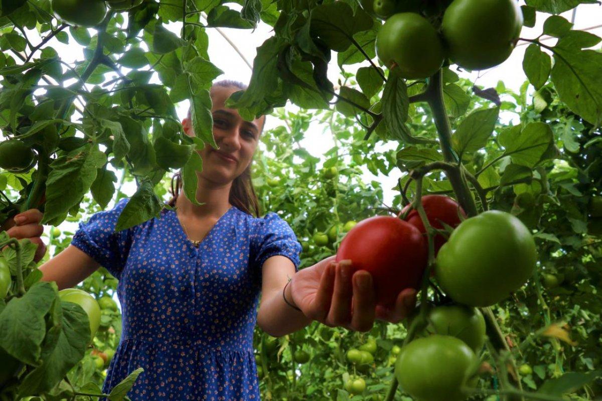Söğüt domatesi dayanıklılığı ile ünlendi