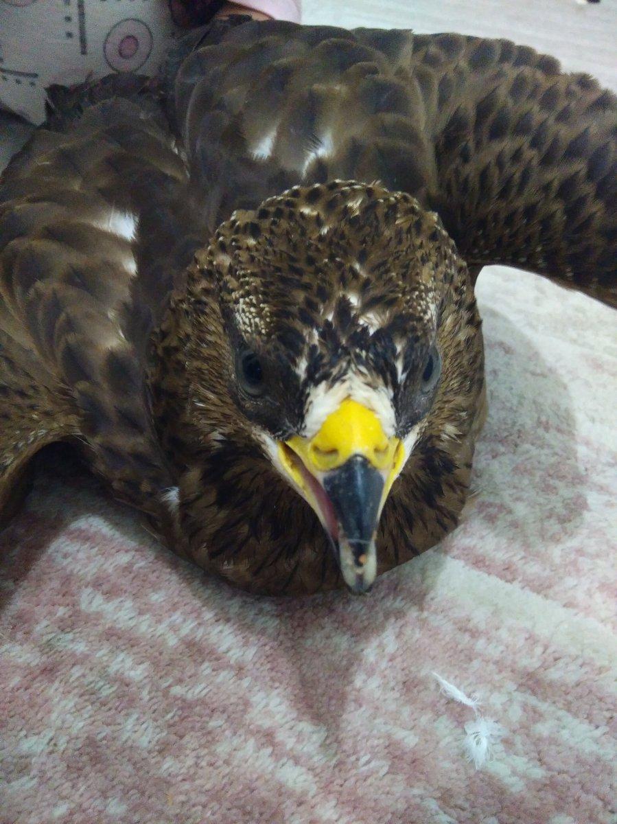 Ordu'da bir eve şahin girdi