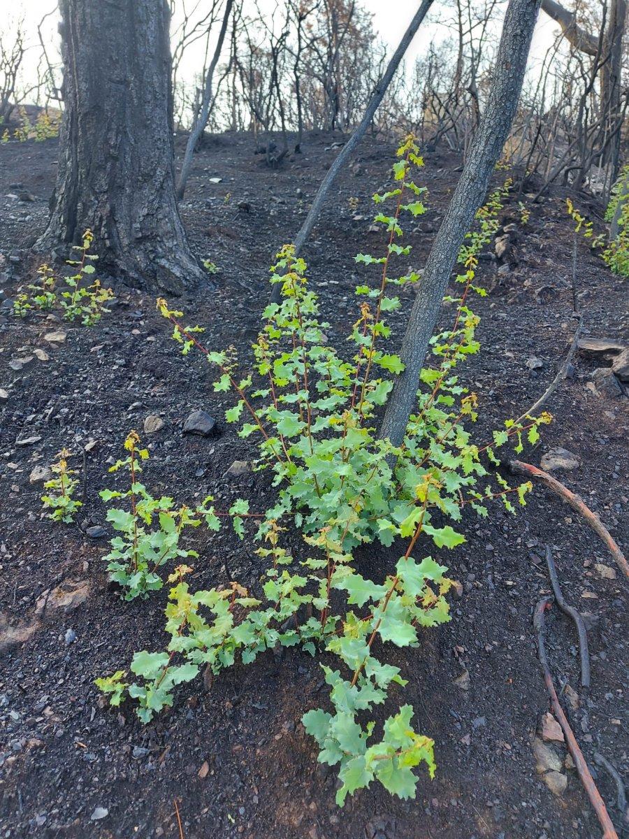 Marmaris'te yanan ormanlar yeniden yeşeriyor