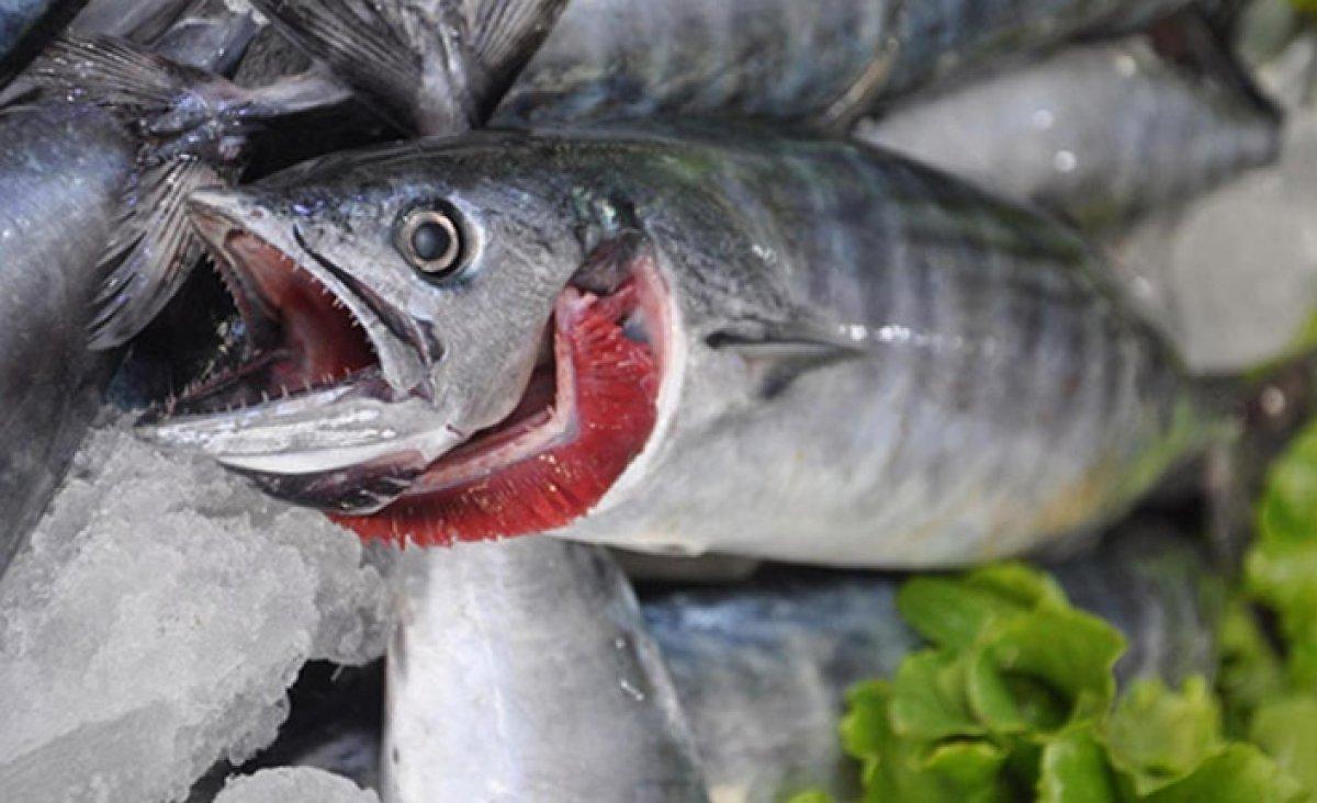 Eylül'ün en lezzetlisi: Palamut balığının faydaları