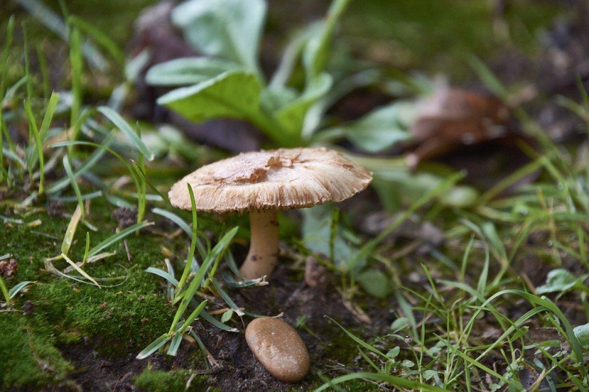 Karadeniz'de mantardan zehirlenenlerin sayısında artış gözüktü