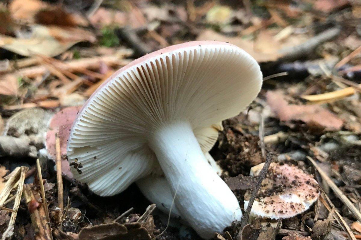 Karadeniz'de mantardan zehirlenenlerin sayısında artış gözüktü