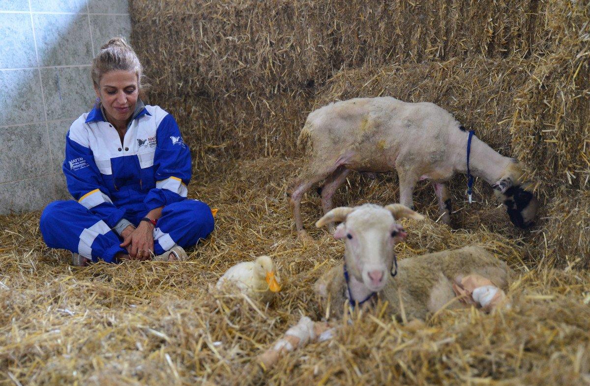 Antalya'da yangından kurtarılan hayvanların tedavisi devam ediyor 