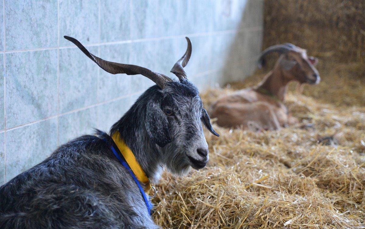 Antalya'da yangından kurtarılan hayvanların tedavisi devam ediyor 