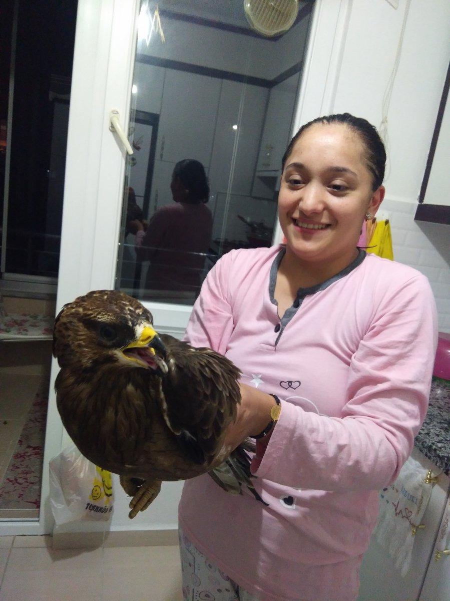 Ordu'da bir eve şahin girdi