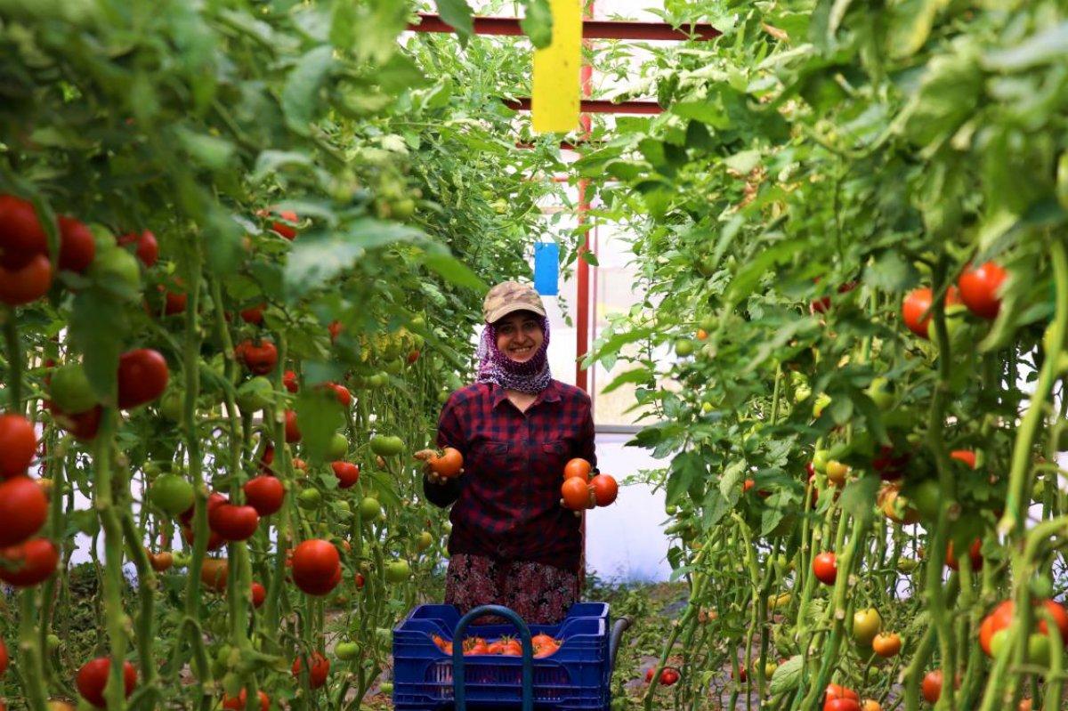 Söğüt domatesi dayanıklılığı ile ünlendi