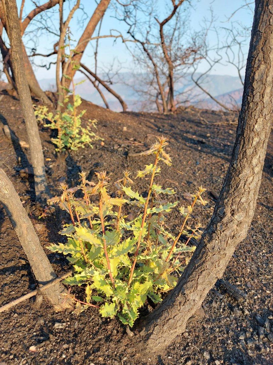 Marmaris'te yanan ormanlar yeniden yeşeriyor