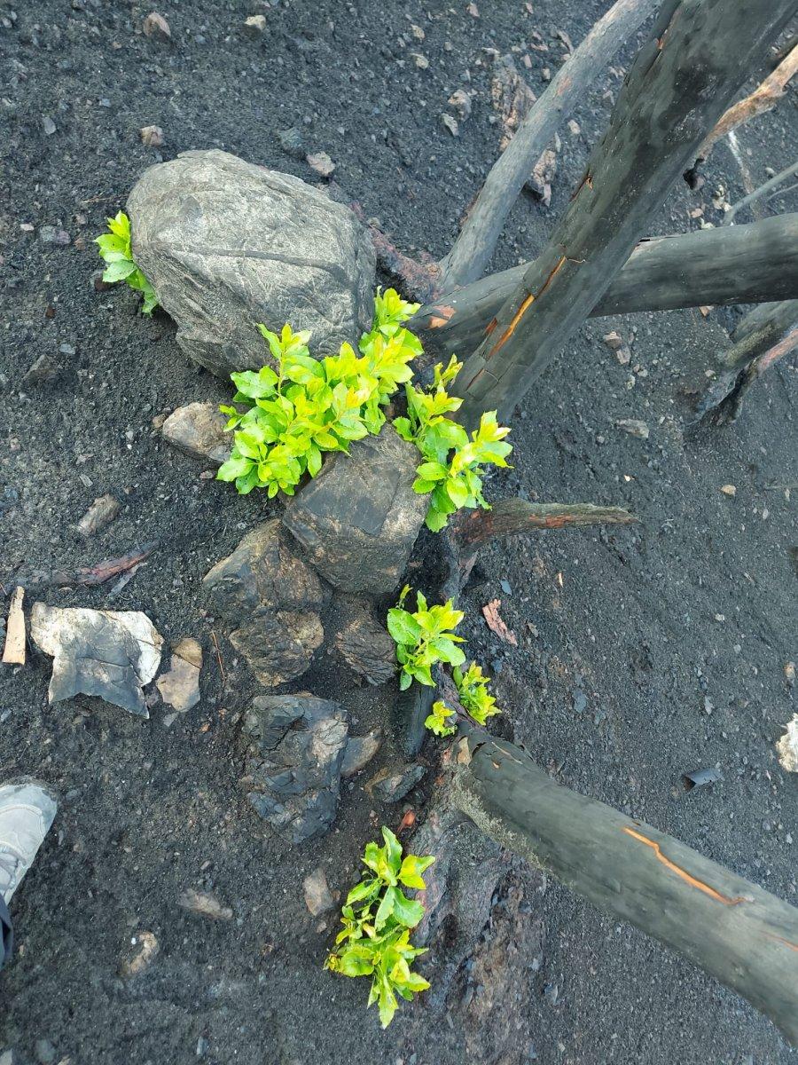 Marmaris'te yanan ormanlar yeniden yeşeriyor