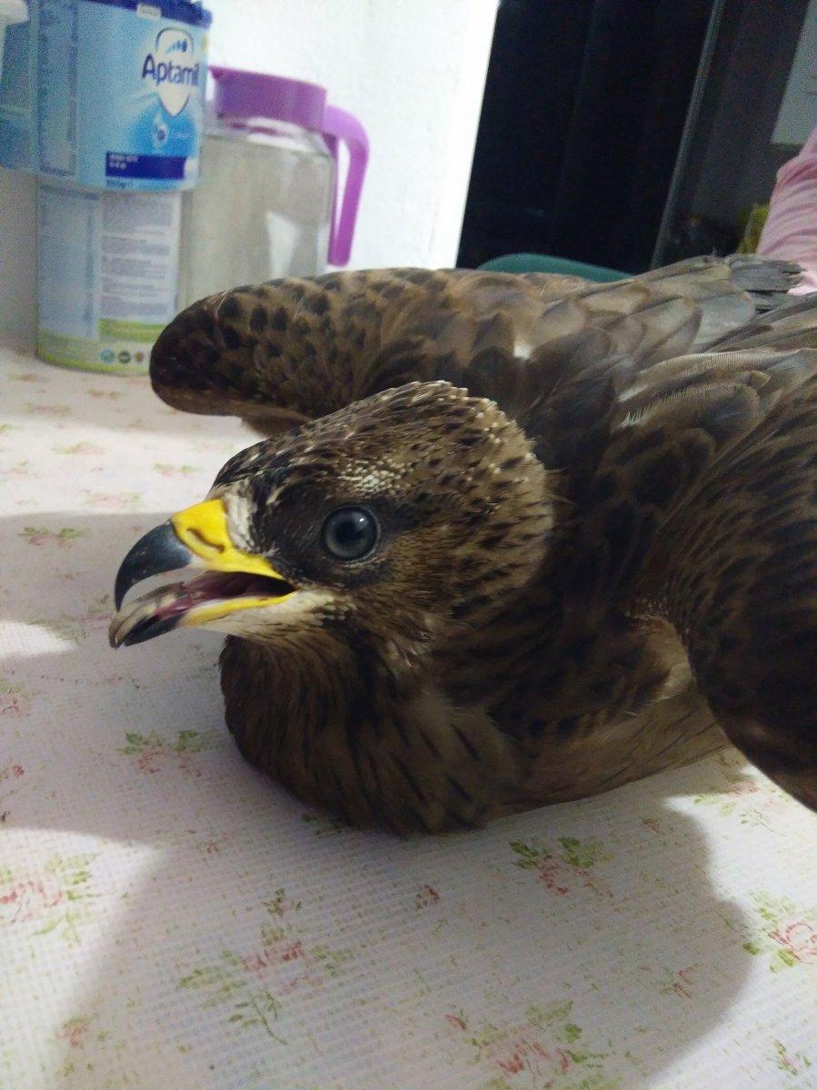 Ordu'da bir eve şahin girdi