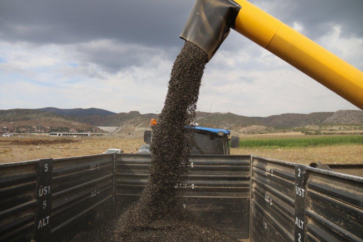 tohumluk ayçiçek hasadı başladı