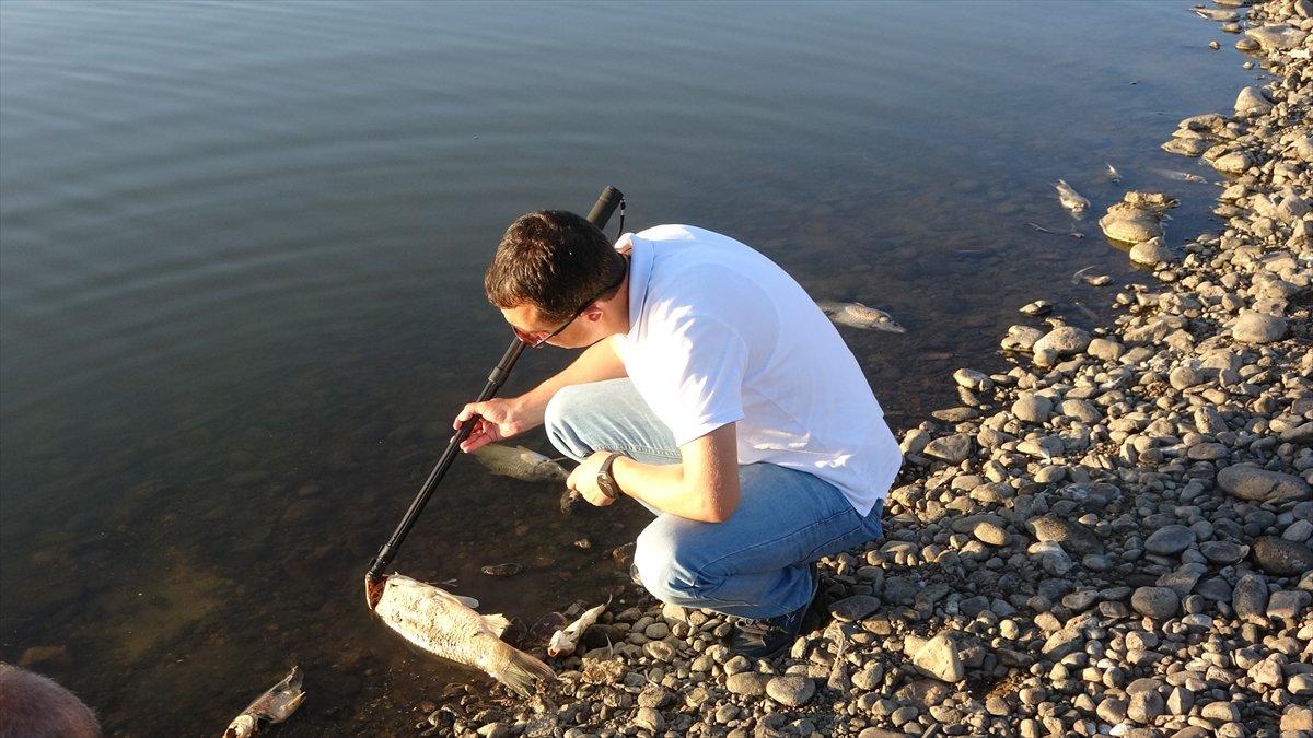 Van'da balık ölümleri araştırılıyor