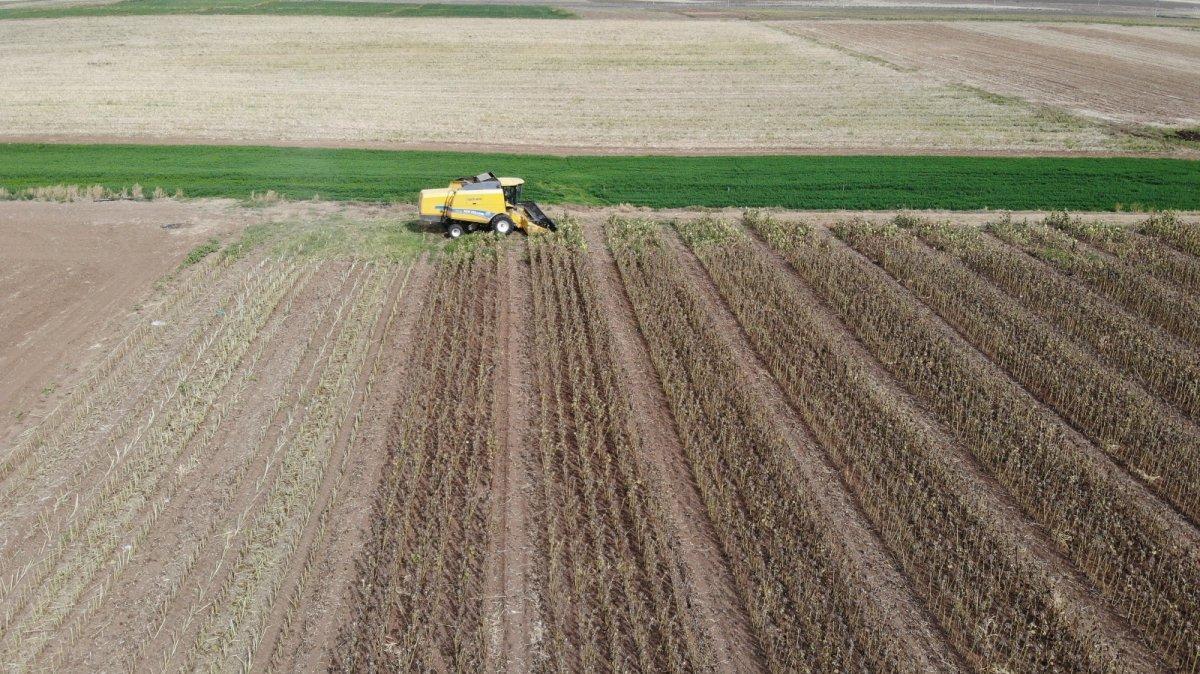 tohumluk ayçiçek hasadı başladı