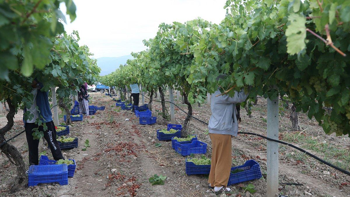 Sakarya'da 8 çeşit üzüm yetişiyor