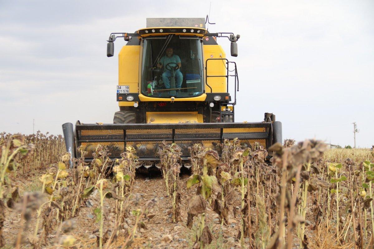 tohumluk ayçiçek hasadı başladı