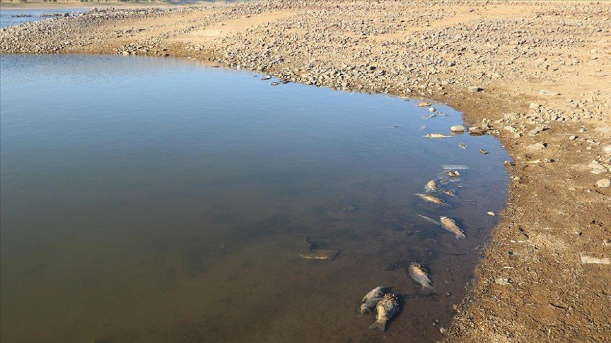 Van'da balık ölümleri arttı