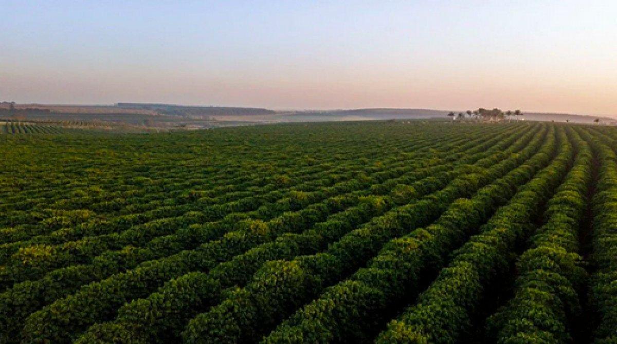Kahve türlerinin yüzde 60'ı tükeniyor