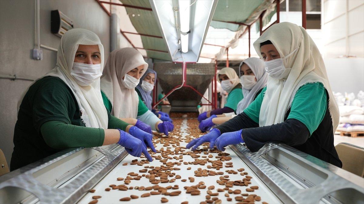 Adıyaman bademi global bir markaya dönüşecek