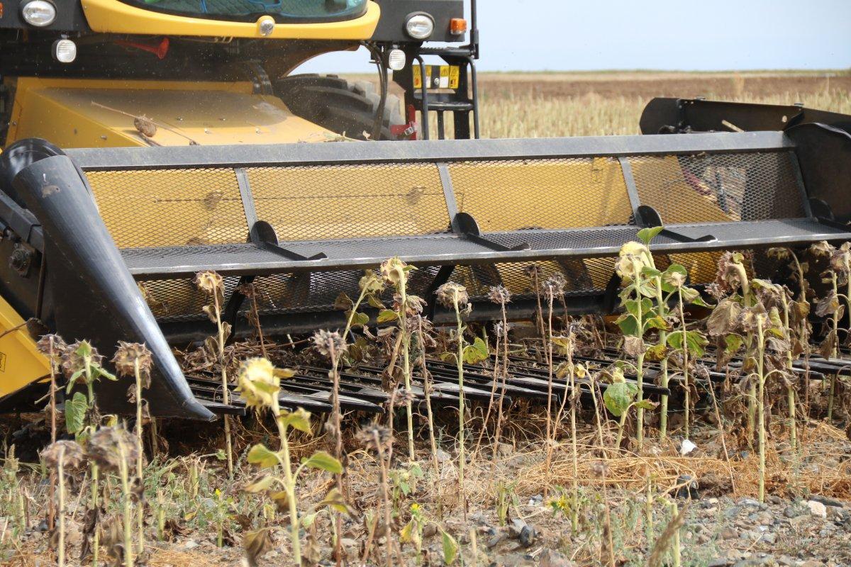 tohumluk ayçiçek hasadı başladı