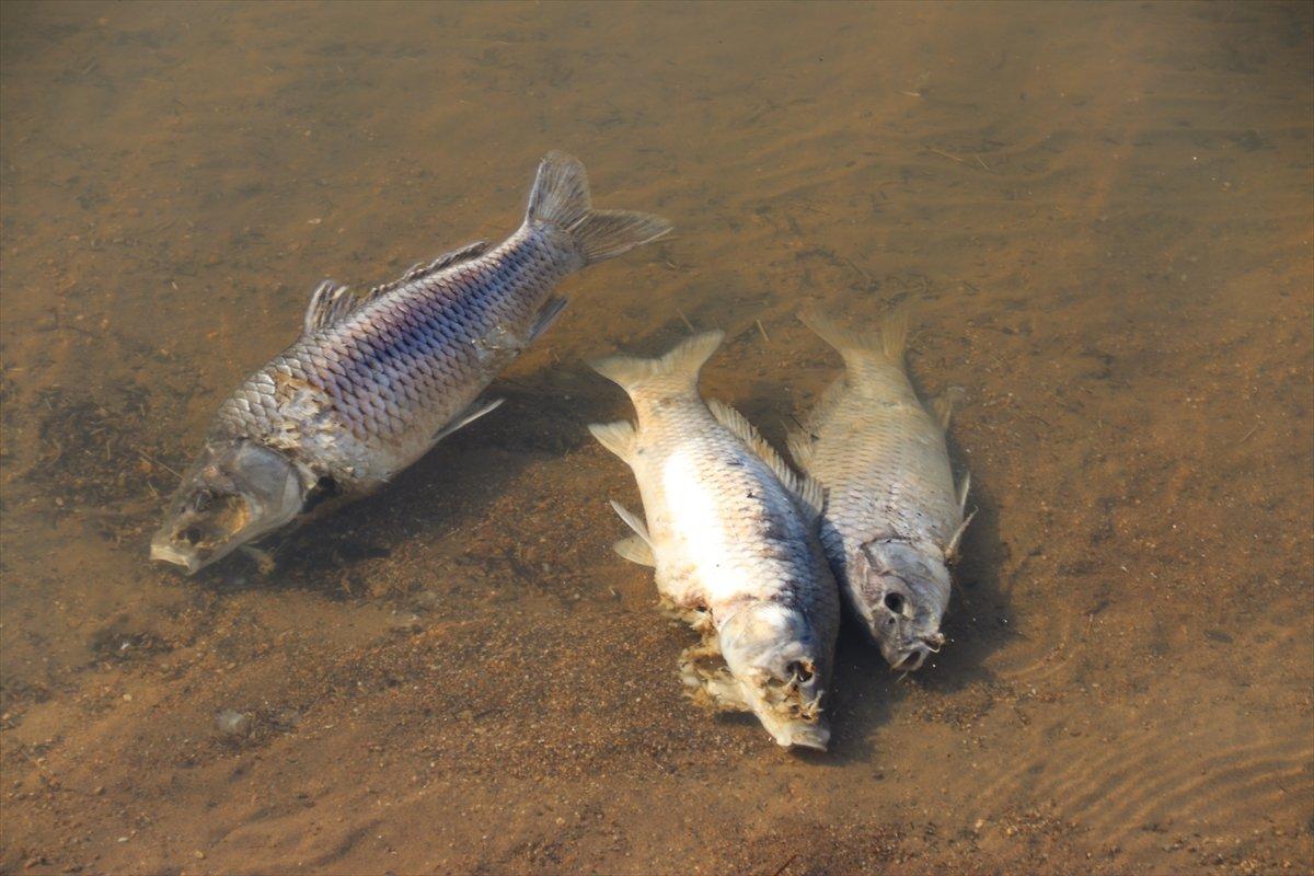 Van'da balık ölümleri araştırılıyor