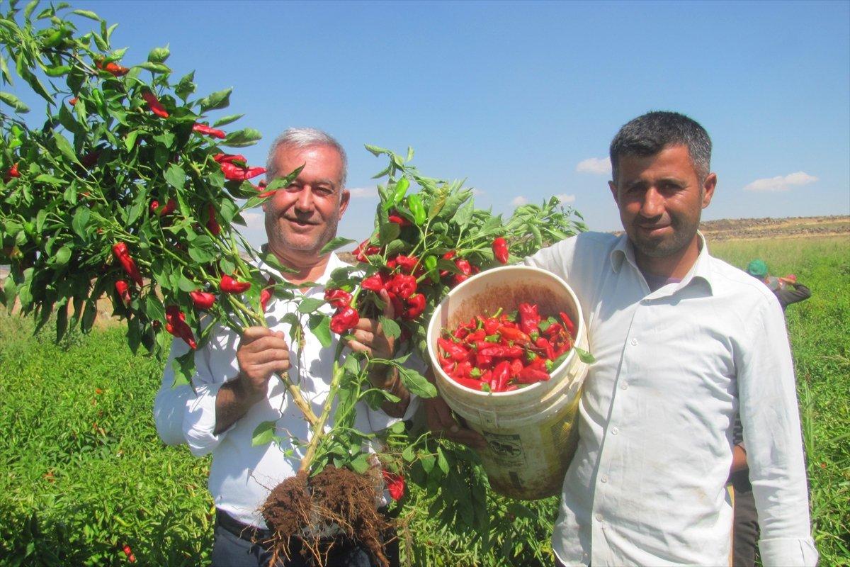 Kırmızı biber hasadı başladı