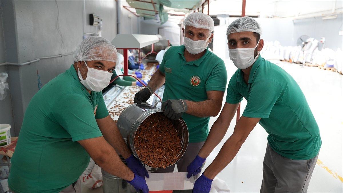 Adıyaman bademi global bir markaya dönüşecek