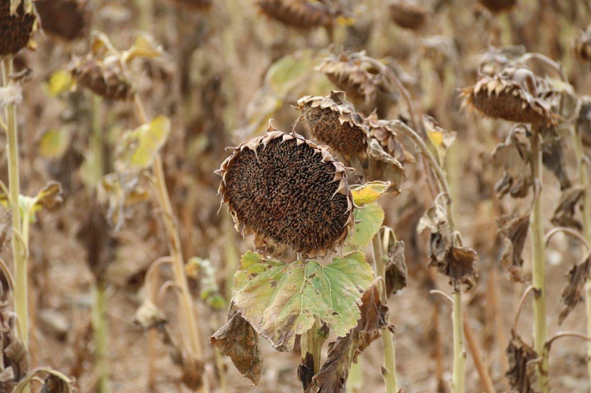 tohumluk ayçiçek hasadı başladı