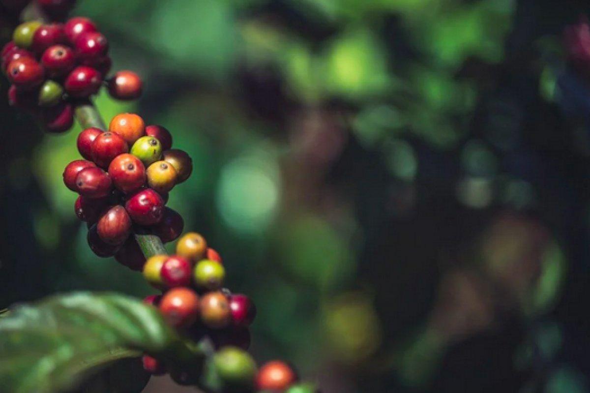 Kahve türlerinin yüzde 60'ı tükeniyor
