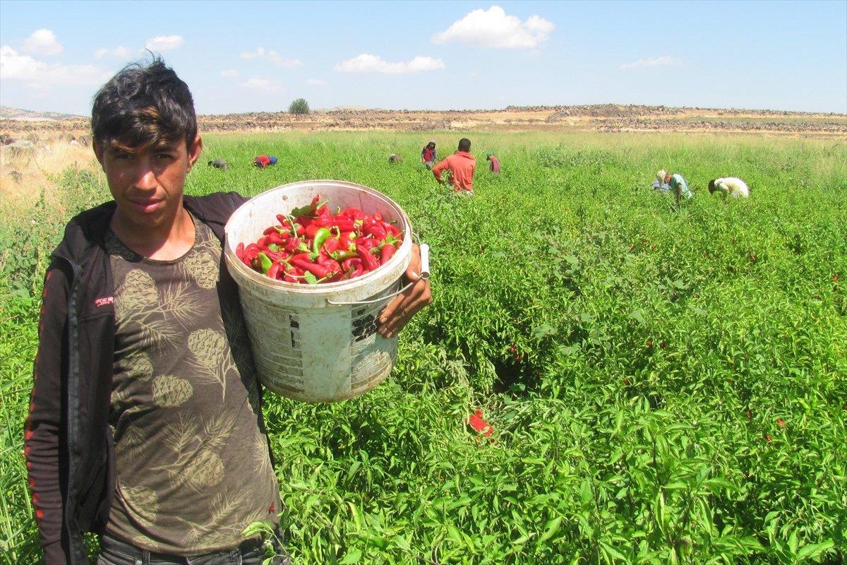 Kırmızı biber hasadı başladı