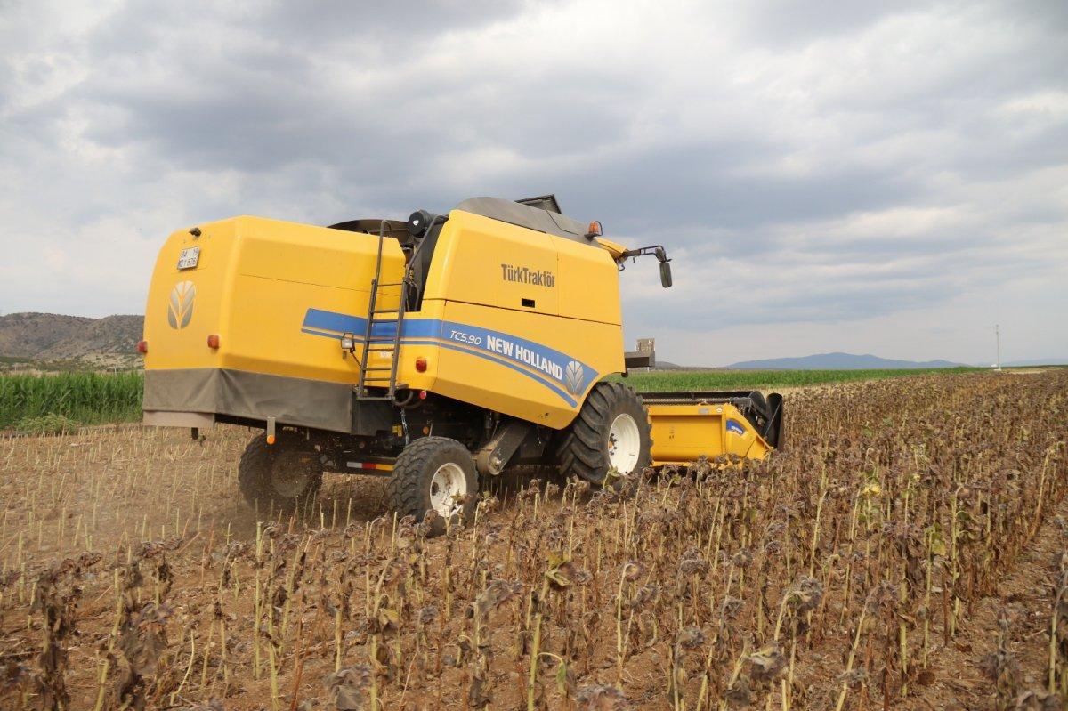 tohumluk ayçiçek hasadı başladı