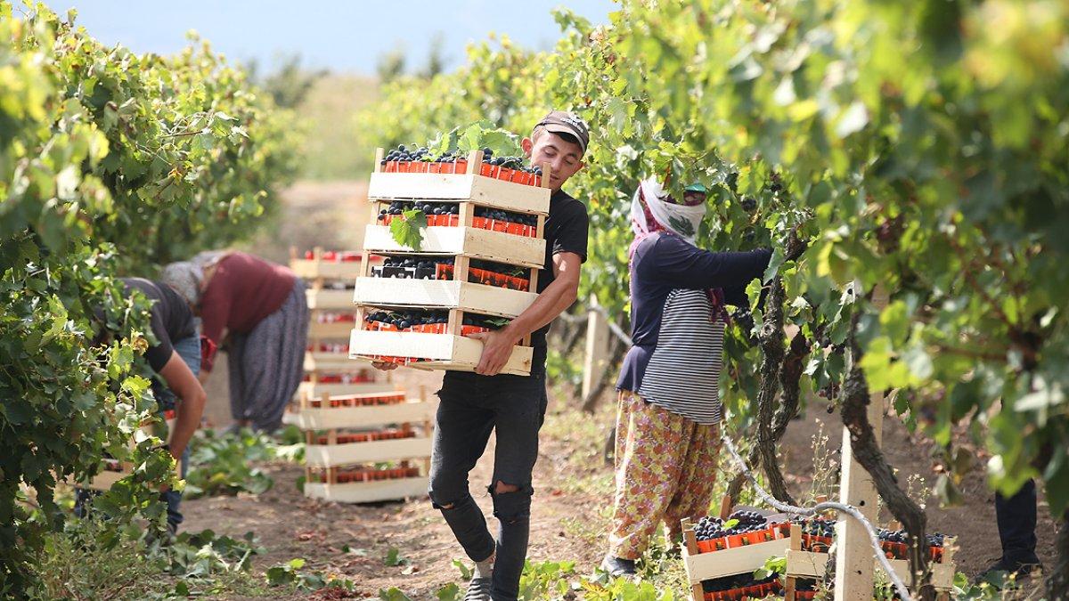 Sakarya'da 8 çeşit üzüm yetişiyor