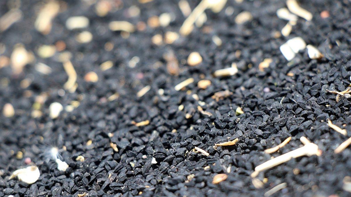 Uşak'ta atıl arazilere çörekotu ekildi