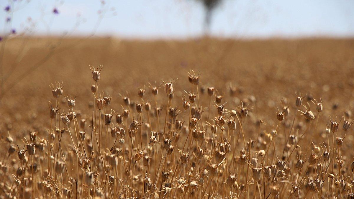 Atıl araziye çörek otu ekildi