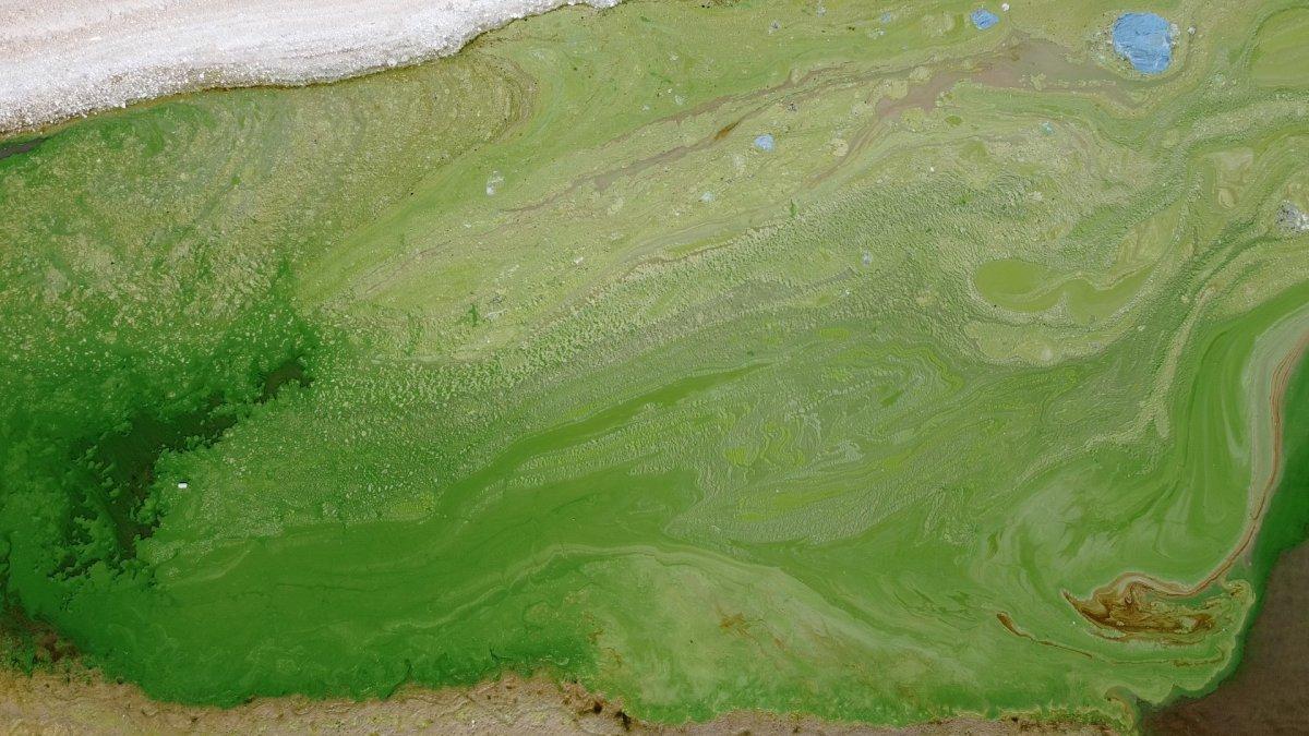 Atatürk Barajı yeşile büründü